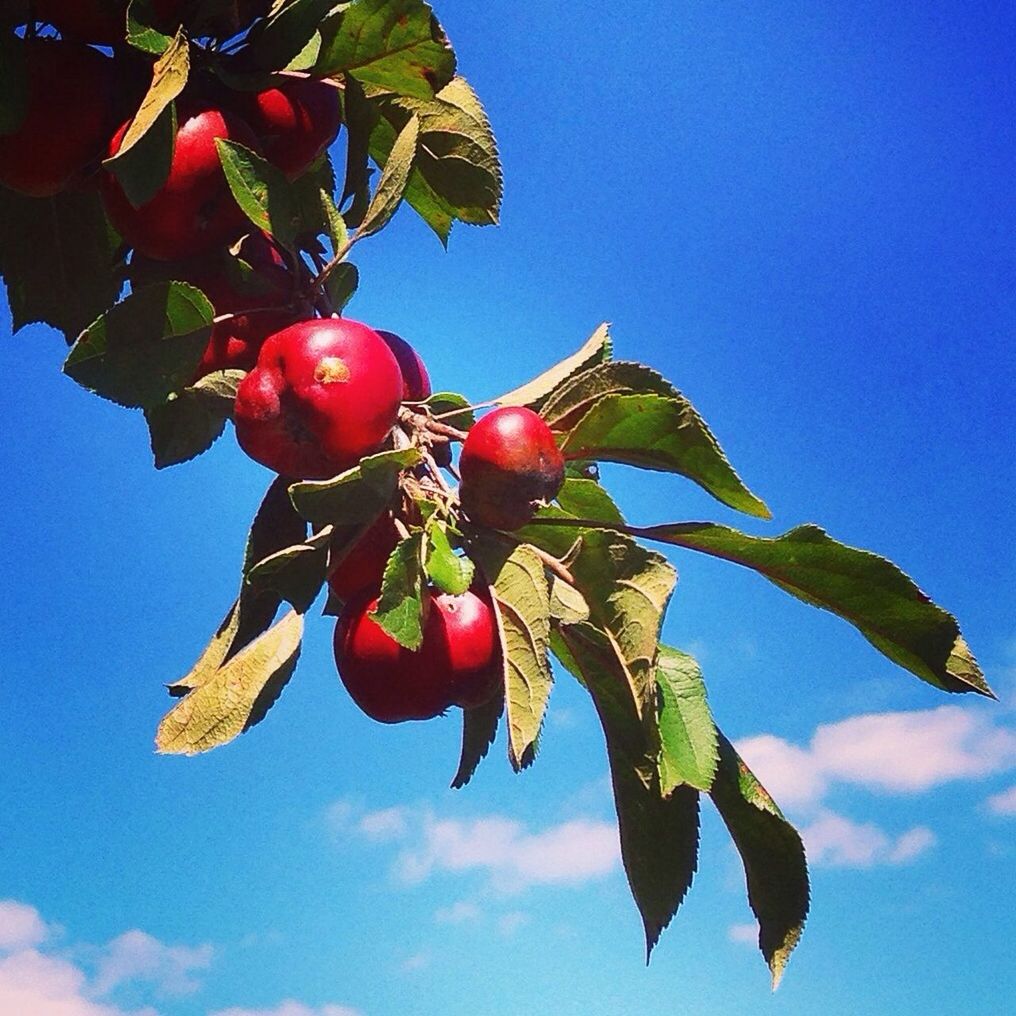 Low angle view of apple growing on tree against blue sky