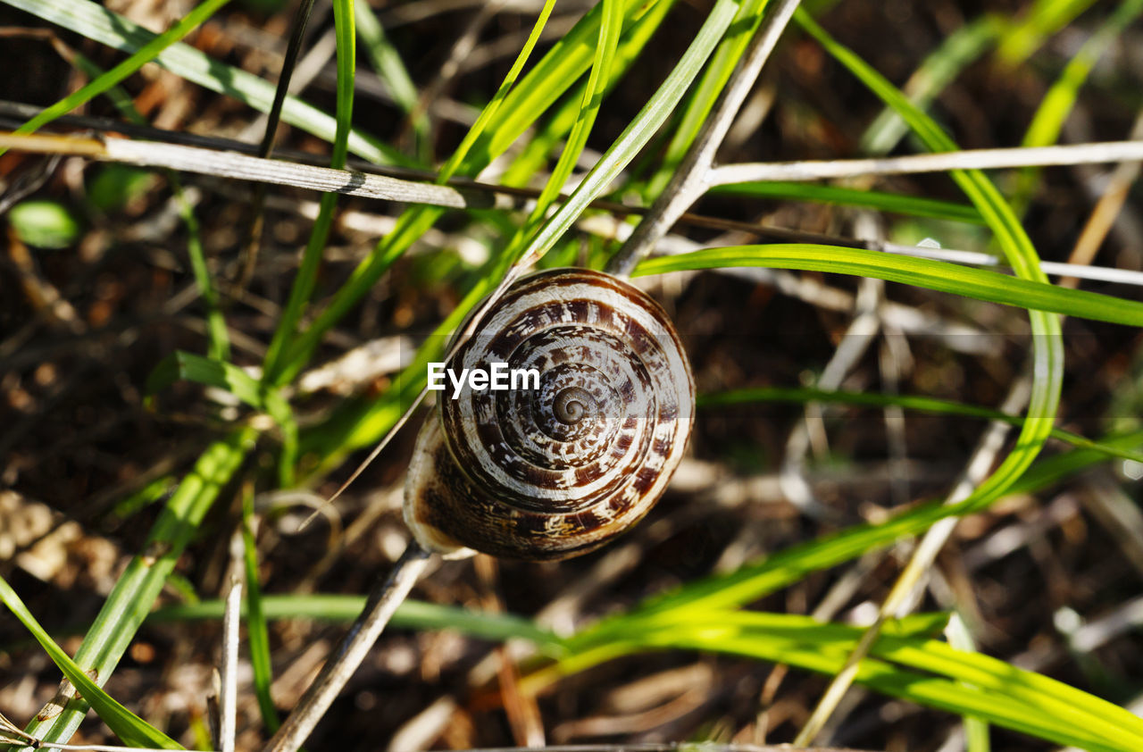 Brown coiled shell of land snail on blades of grass