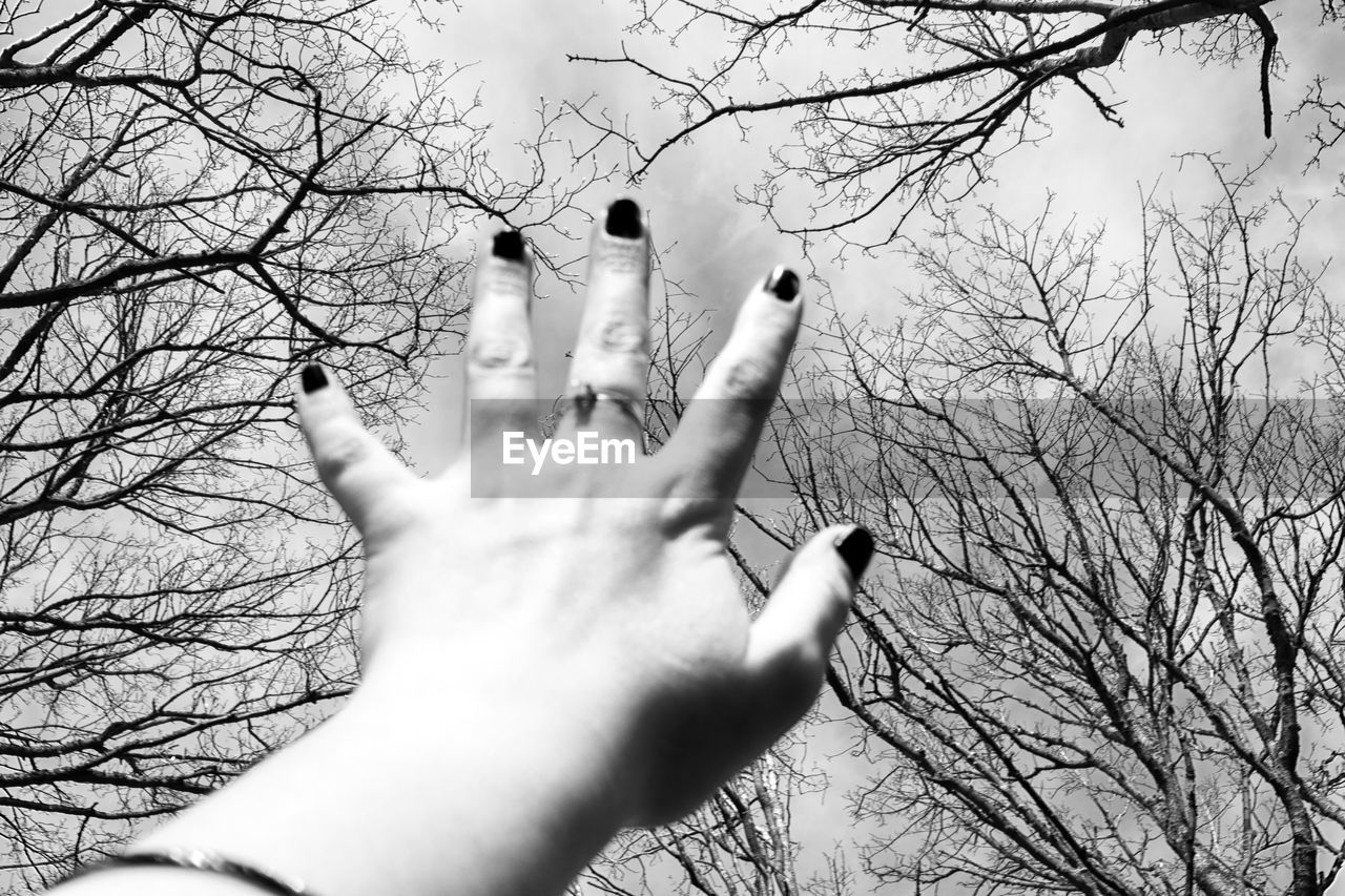 LOW ANGLE VIEW OF HUMAN HAND ON BARE TREE