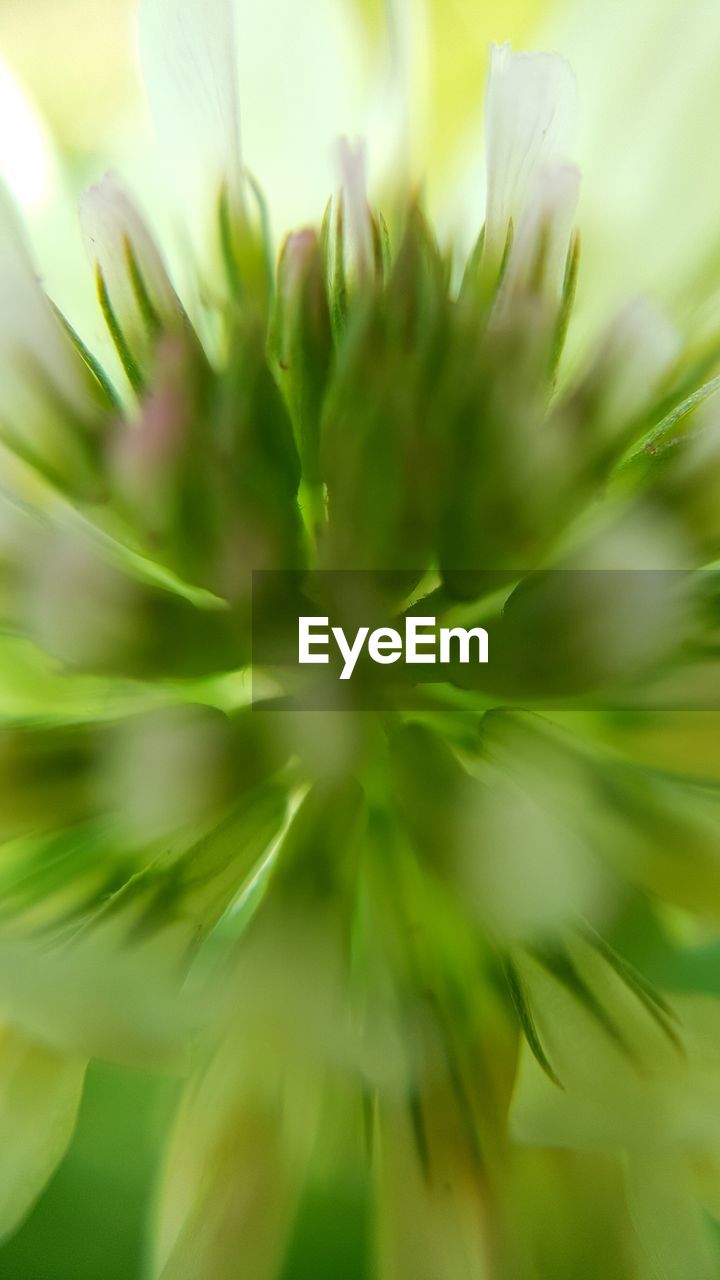 CLOSE-UP OF FLOWERS AGAINST BLURRED BACKGROUND