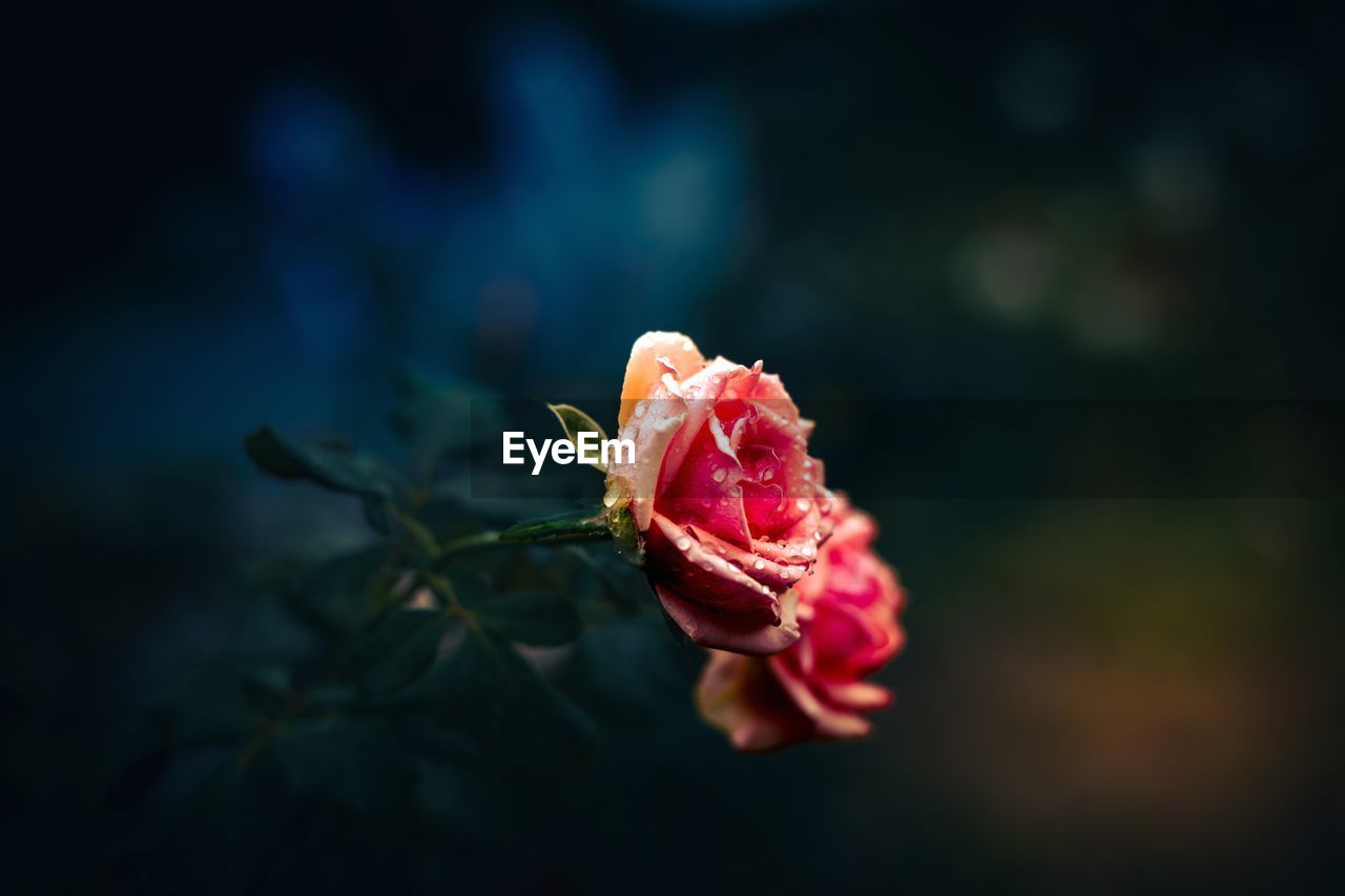 close-up of flower against blurred background