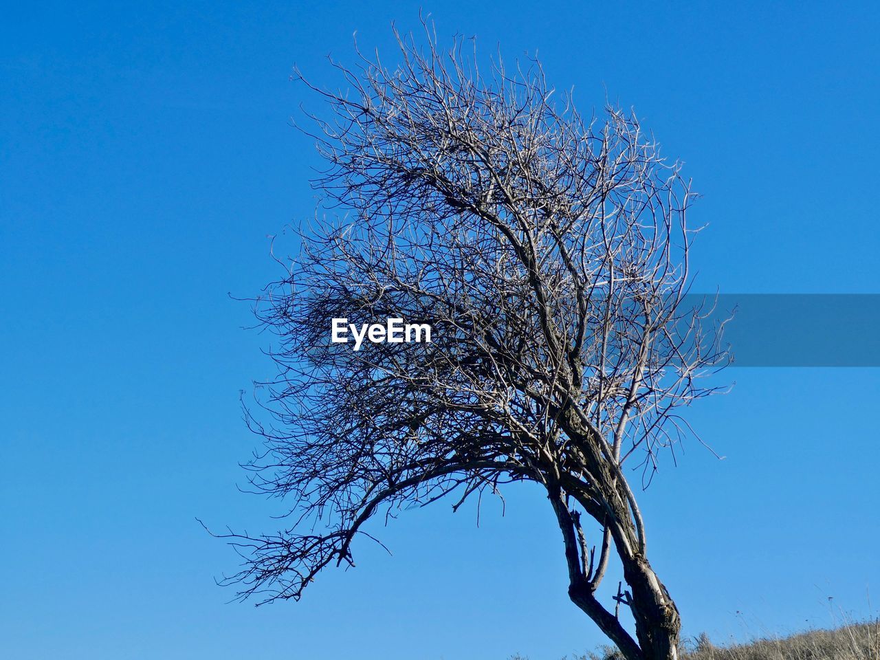 LOW ANGLE VIEW OF CHERRY TREE AGAINST BLUE SKY