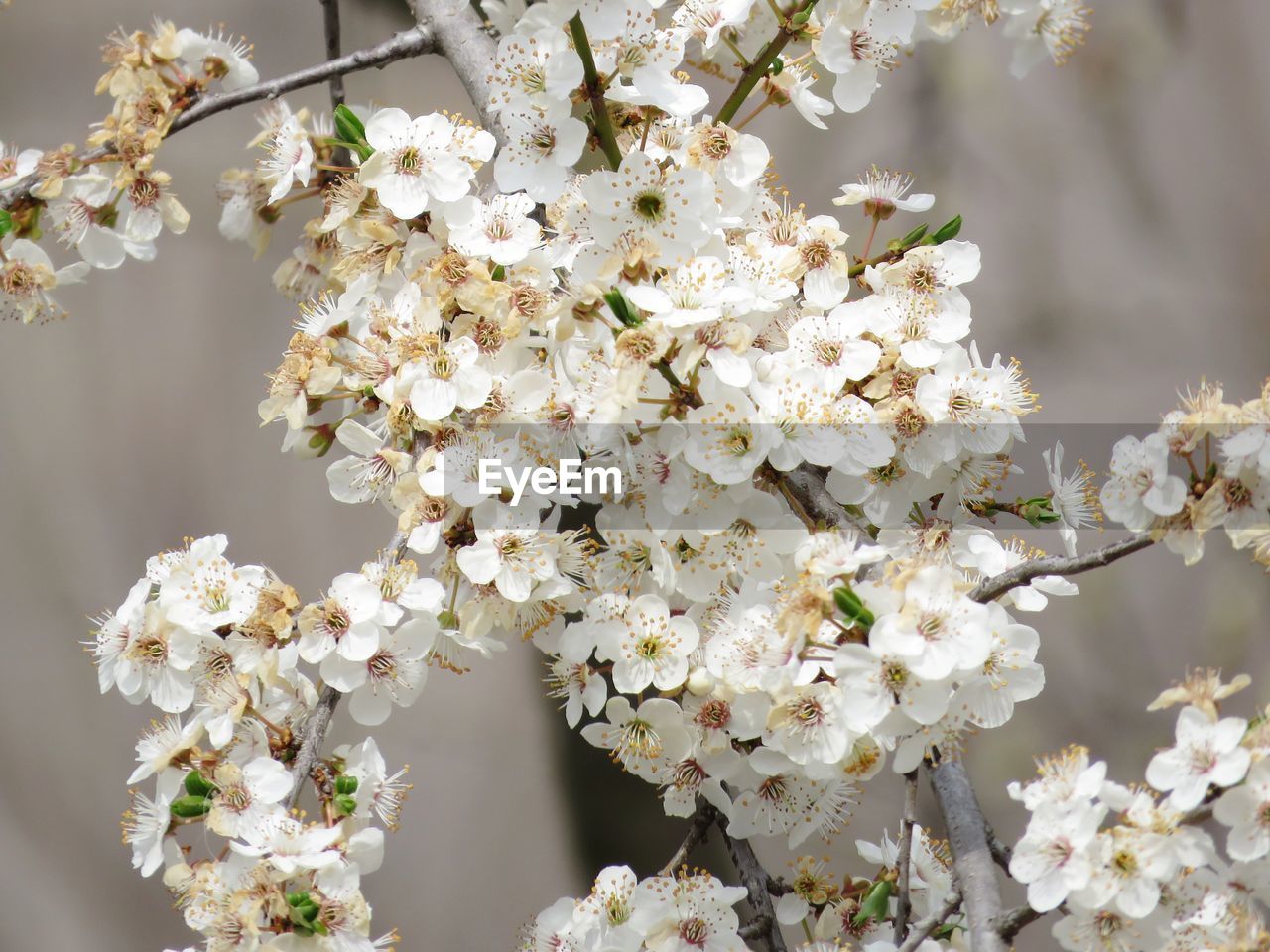 CLOSE-UP OF WHITE CHERRY BLOSSOMS