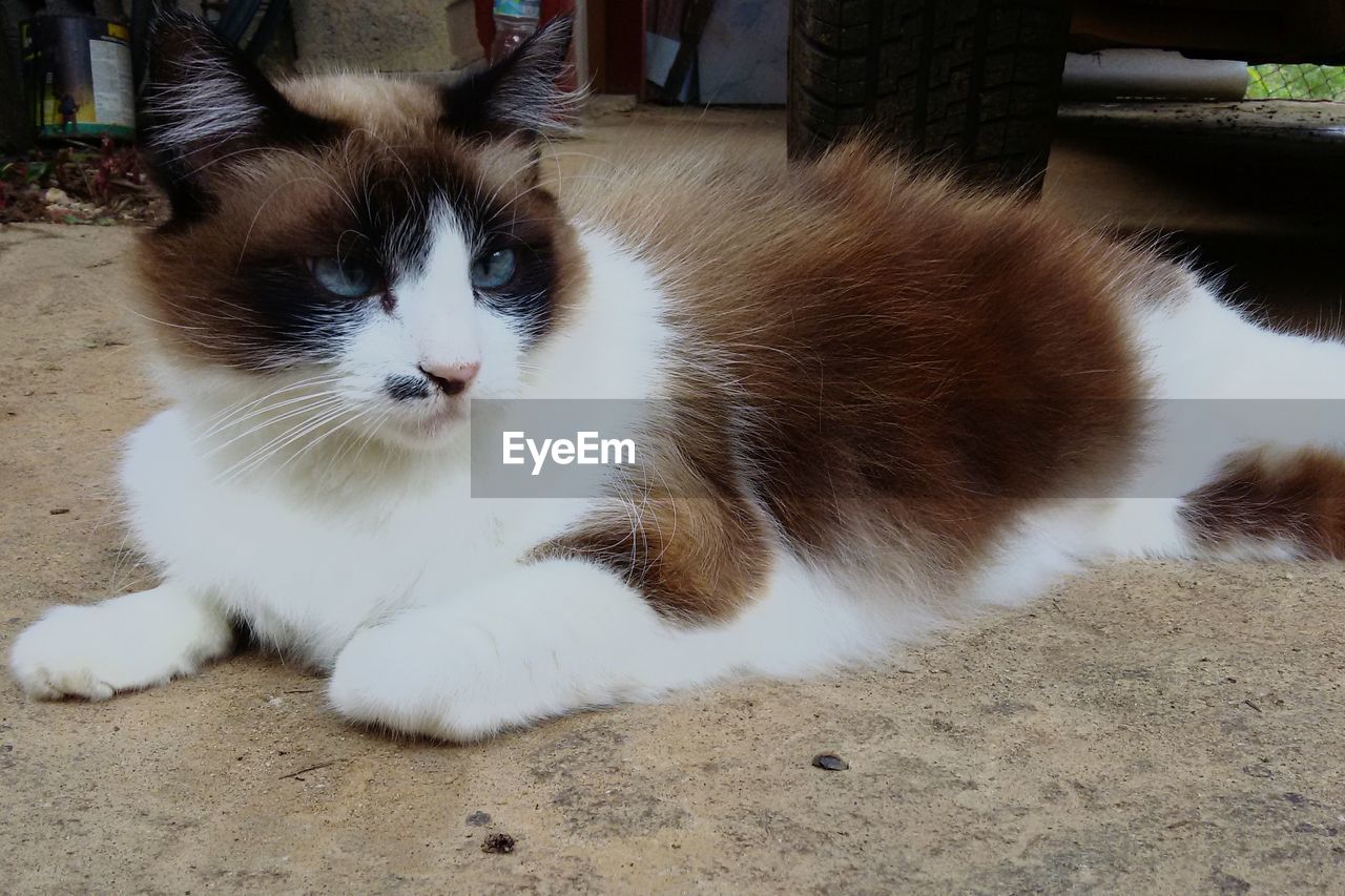 Close-up portrait of cat lying down