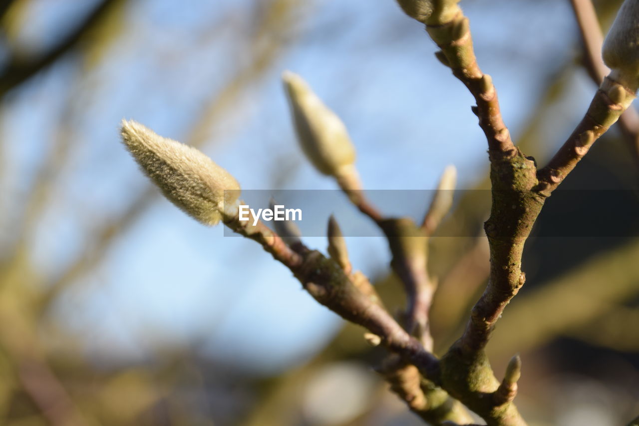 nature, tree, leaf, plant, branch, flower, close-up, spring, macro photography, twig, growth, autumn, no people, focus on foreground, day, plant stem, bud, beauty in nature, thorns, spines, and prickles, blossom, outdoors, yellow, sunlight, green, pussy willow, sky, food