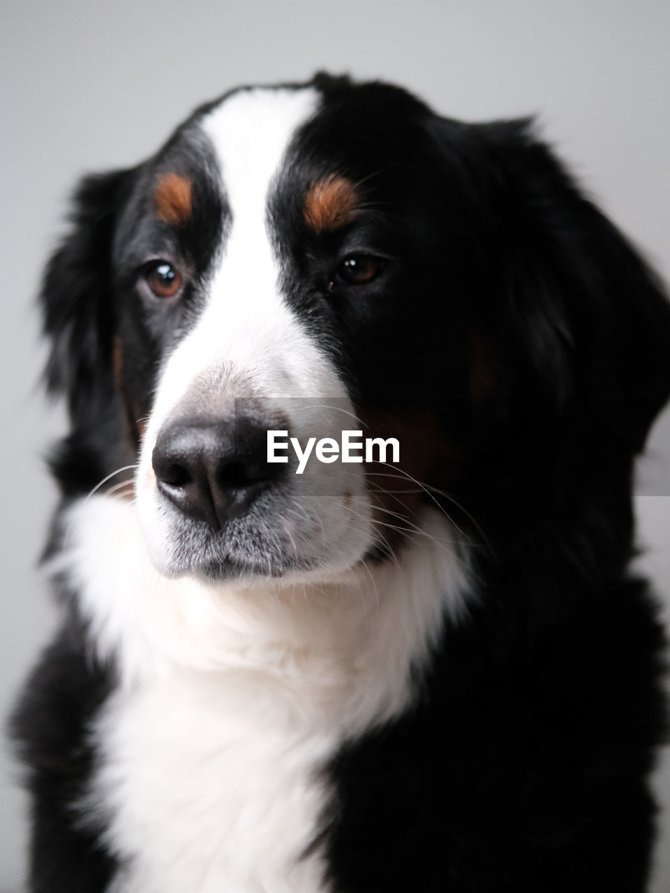 pet, one animal, domestic animals, dog, canine, animal themes, mammal, animal, portrait, border collie, black, looking at camera, indoors, studio shot, animal body part, no people, close-up, looking, animal head, cute