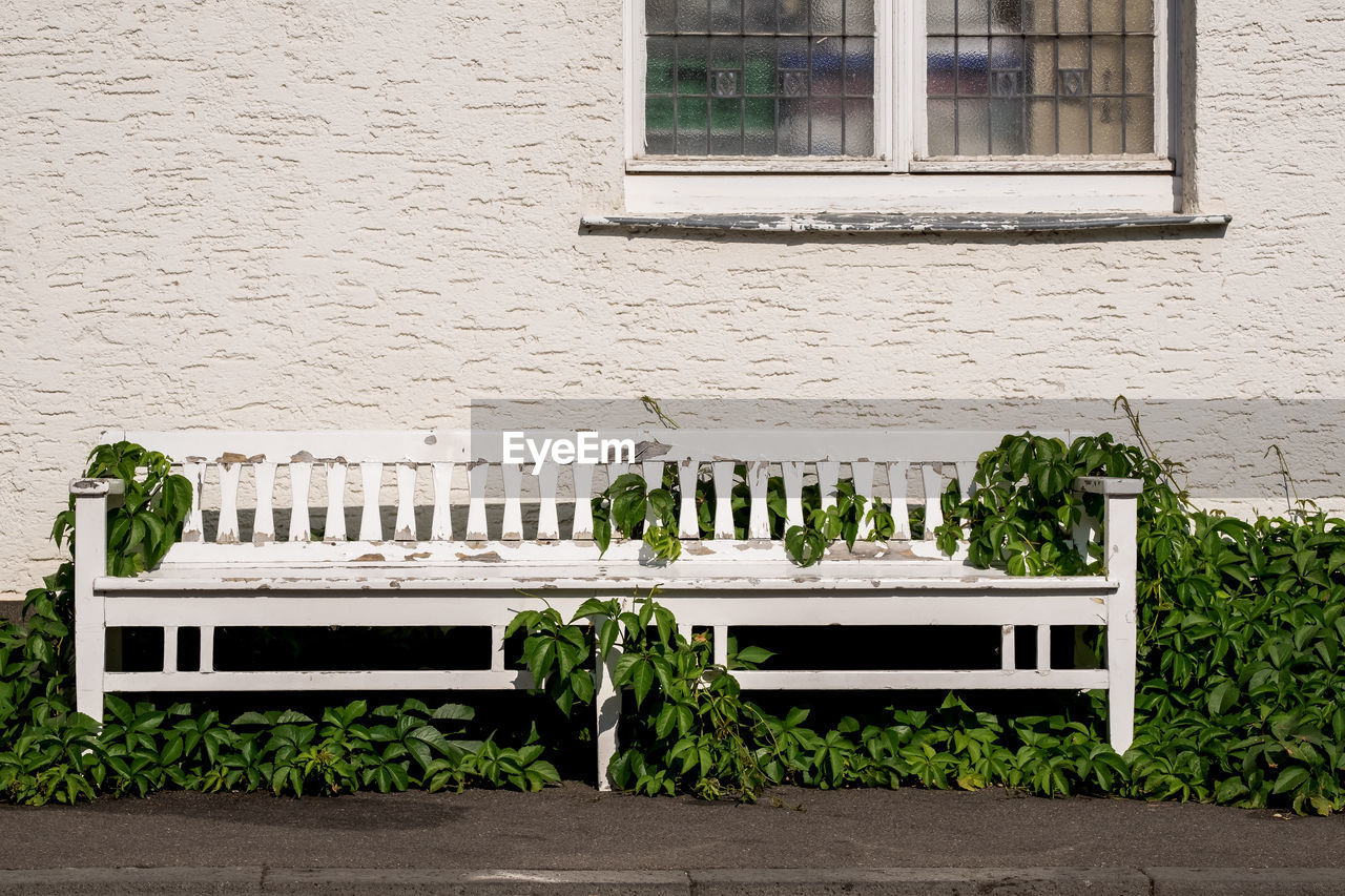 Old bench covered by ivy against building 