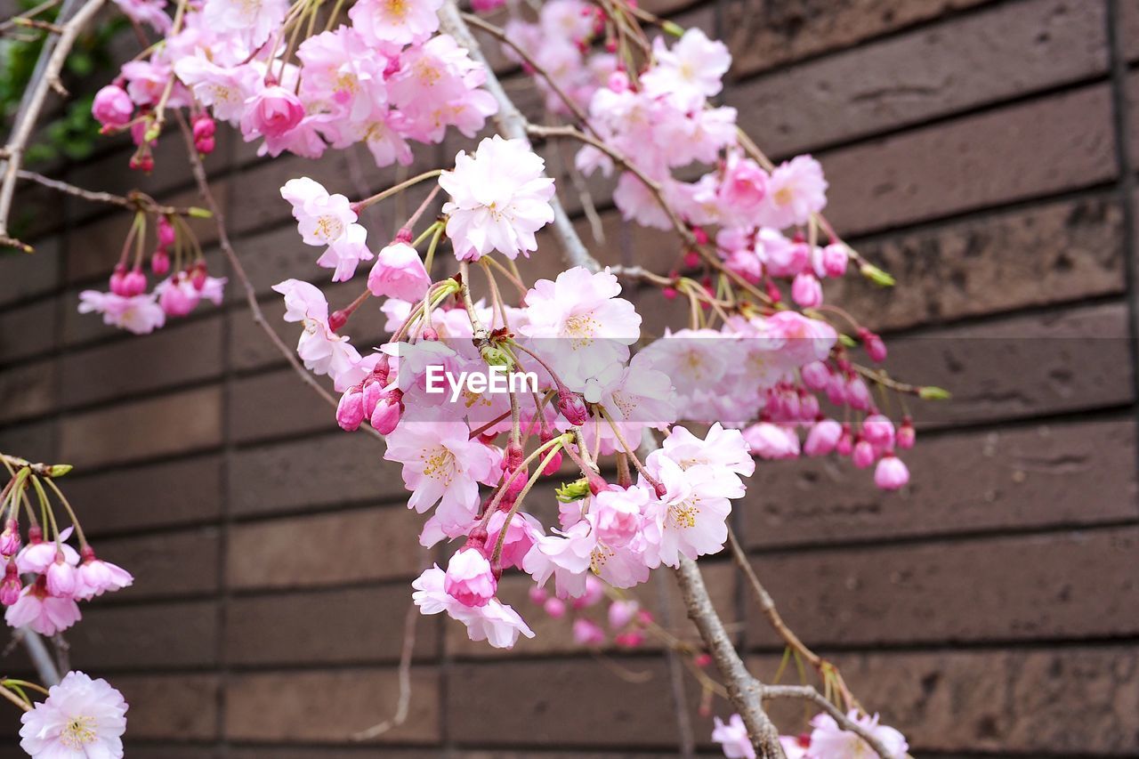 flower, plant, flowering plant, pink, fragility, freshness, spring, beauty in nature, blossom, springtime, growth, nature, cherry blossom, tree, close-up, day, branch, petal, no people, inflorescence, outdoors, flower head, focus on foreground, cherry tree, botany, architecture, twig, built structure, cherry, sunlight, building exterior