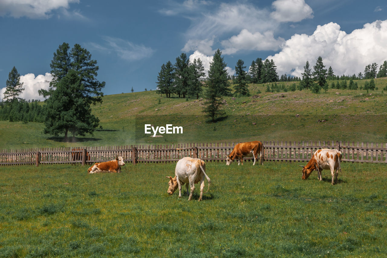 Cows graze in a field against the background of mountains and the sky