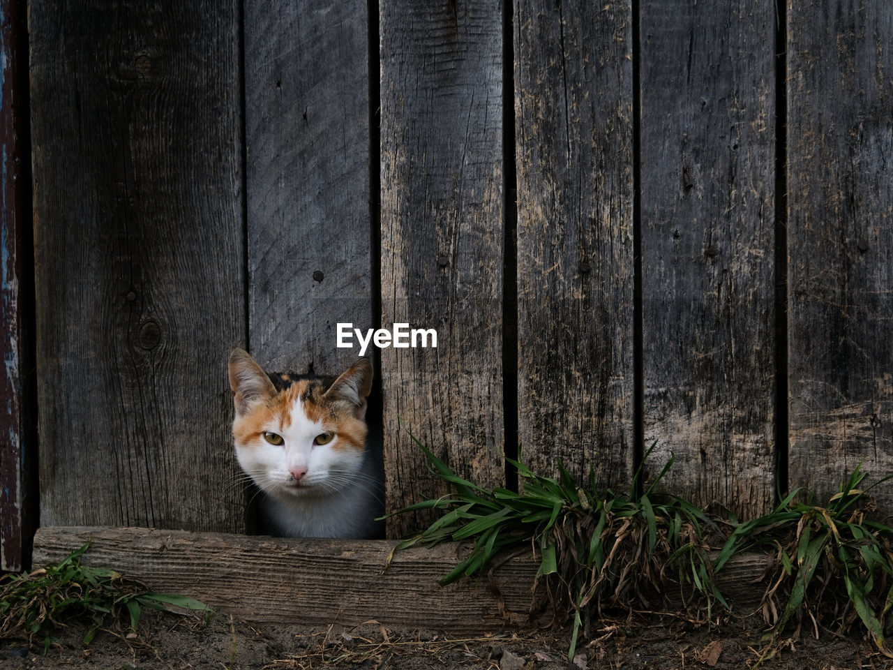 Cat peeking out of a hole in the old wooden fence