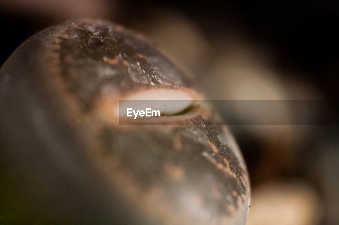 CLOSE-UP OF PLANT AGAINST BLURRED BACKGROUND