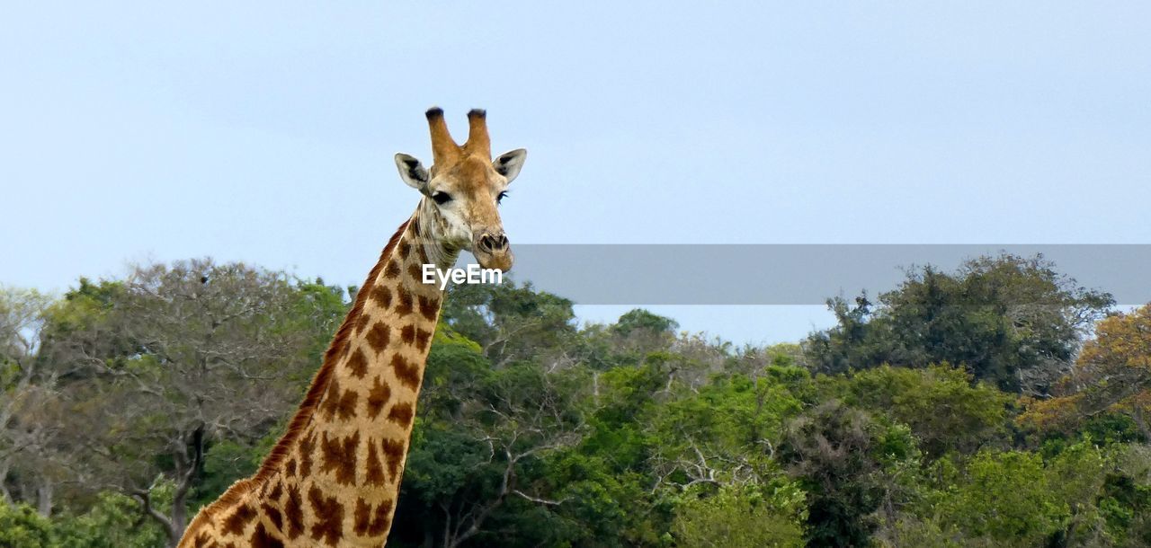 Portrait of giraffe on tree against sky