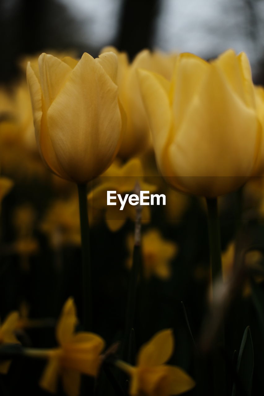 CLOSE-UP OF YELLOW FLOWERS BLOOMING