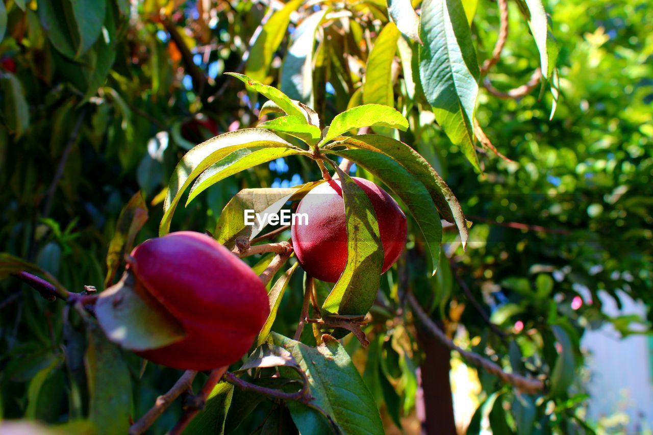 CLOSE-UP OF RED LEAVES