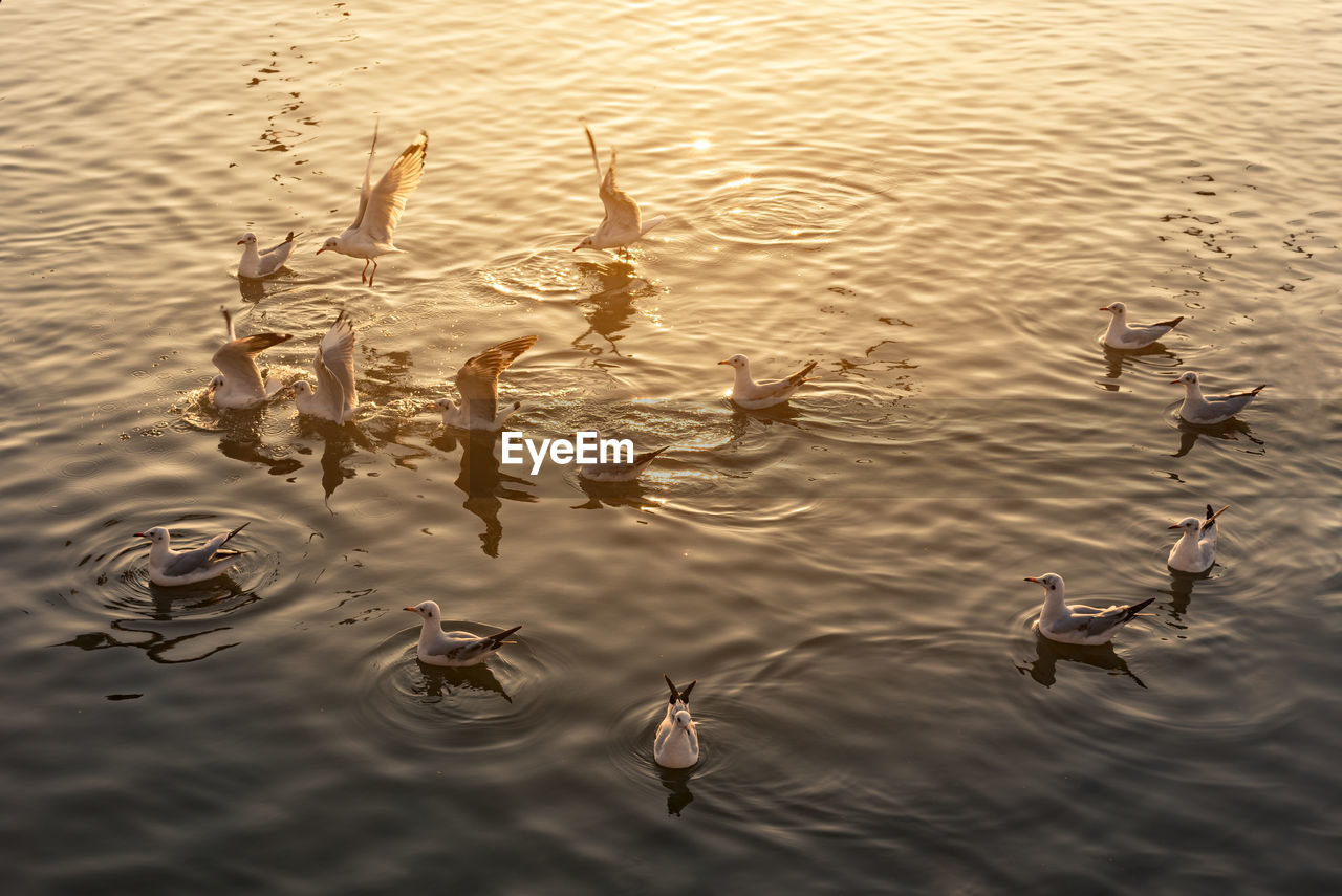 High angle view of birds swimming in lake