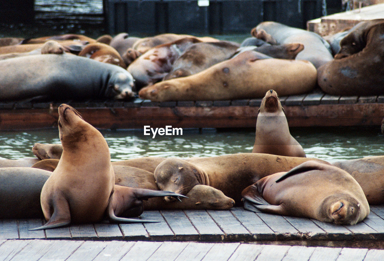 High angle view of sea lion