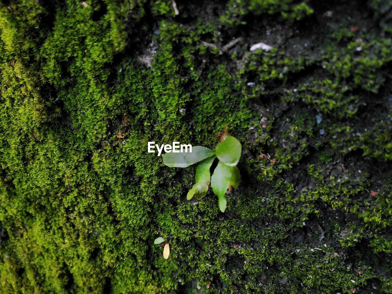 green, plant, nature, growth, forest, moss, leaf, flower, no people, natural environment, woodland, day, plant part, grass, high angle view, tree, beauty in nature, soil, land, close-up, vegetation, outdoors, freshness, rainforest, macro photography, non-vascular land plant, fungus, field, vegetable, wildlife