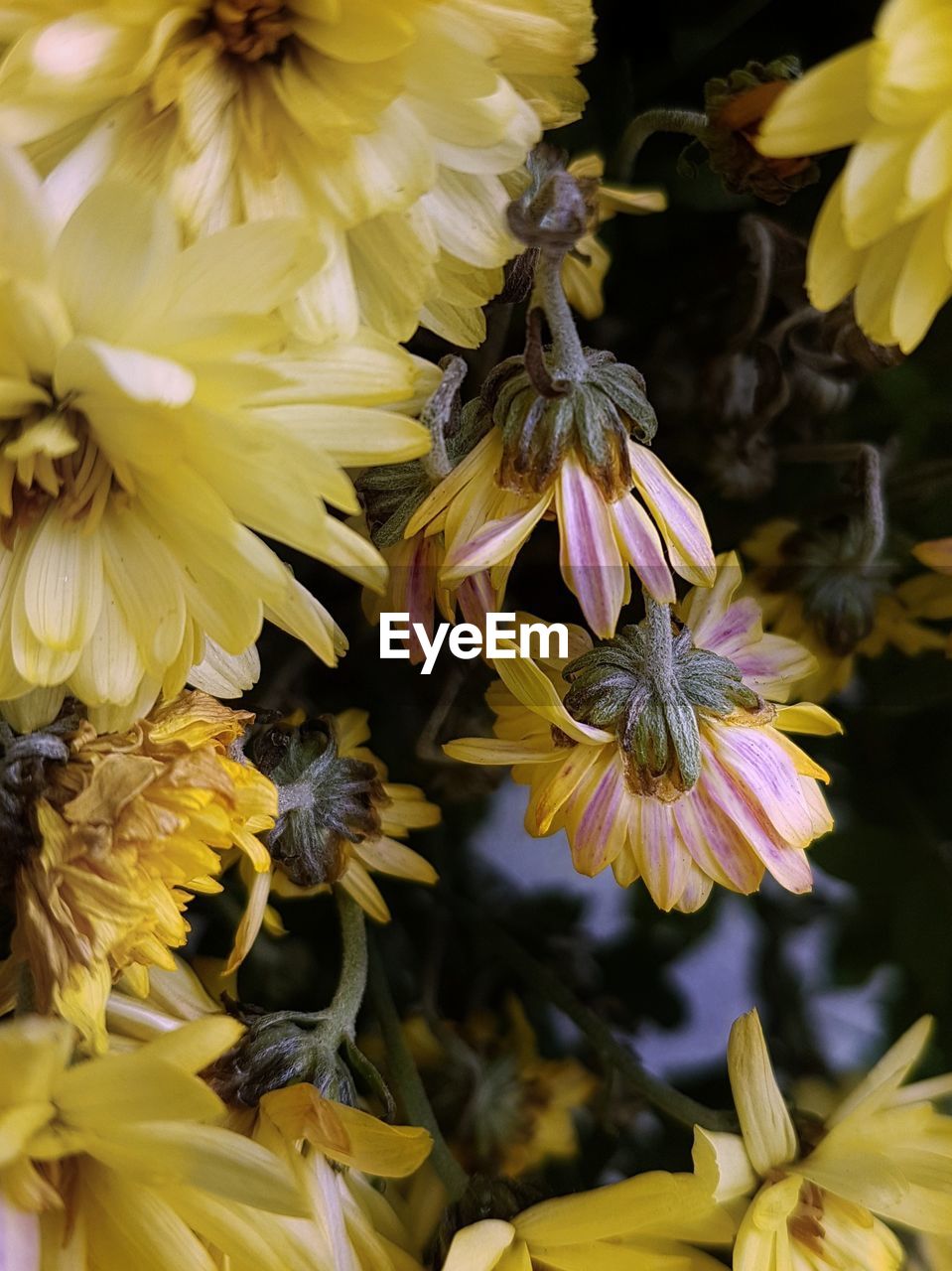 Close-up of yellow flowering plant