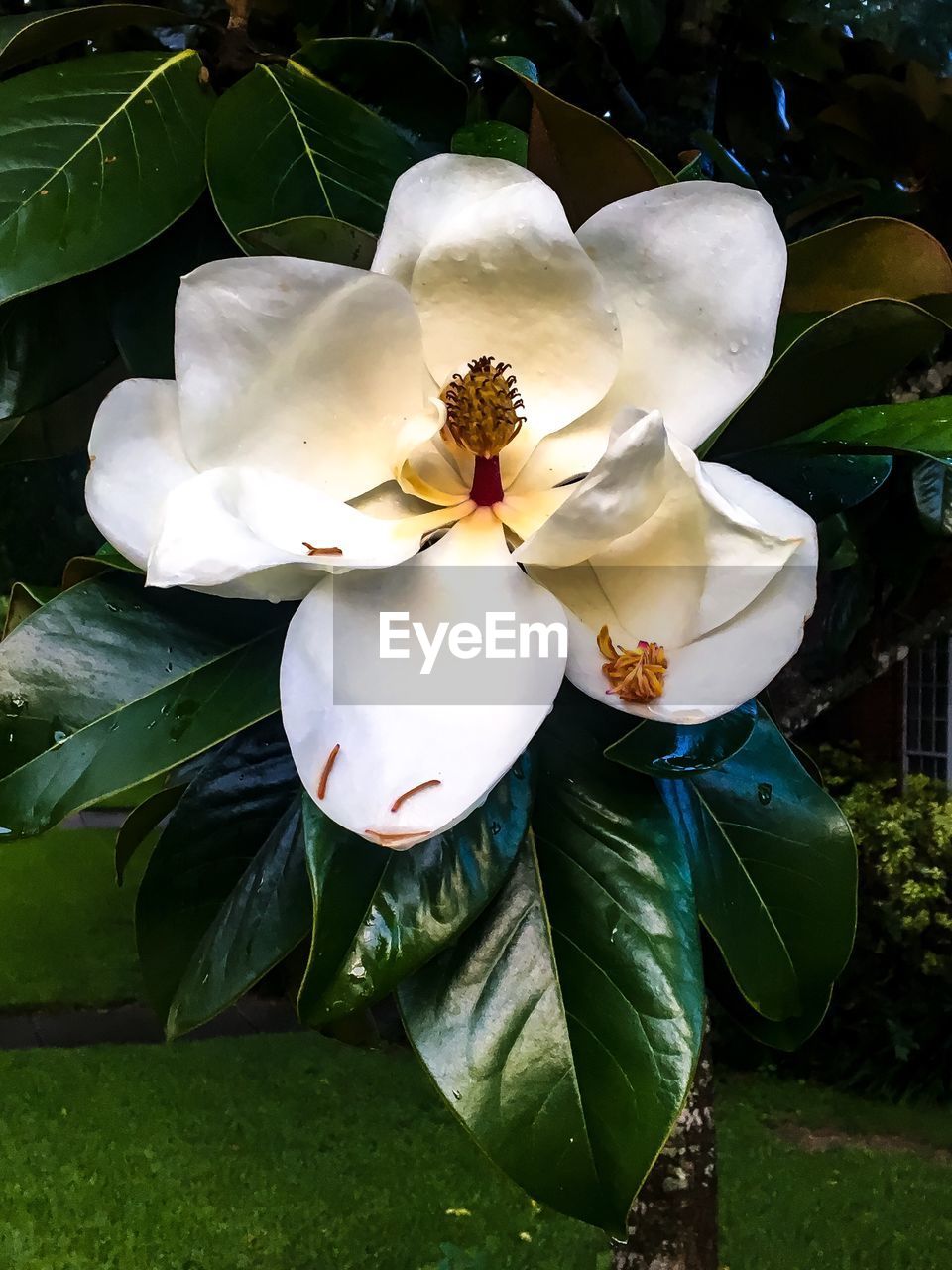 WHITE FLOWERS BLOOMING OUTDOORS