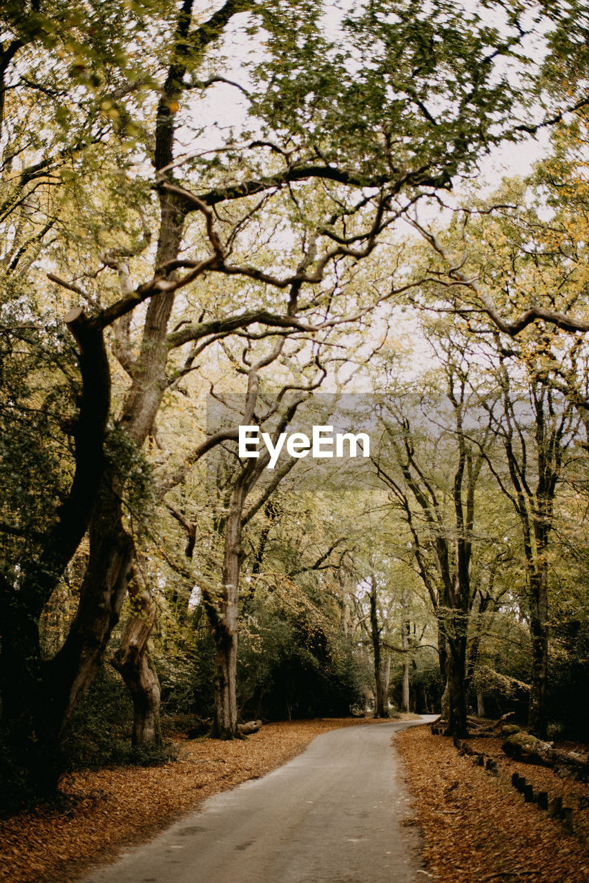 Road amidst trees in park