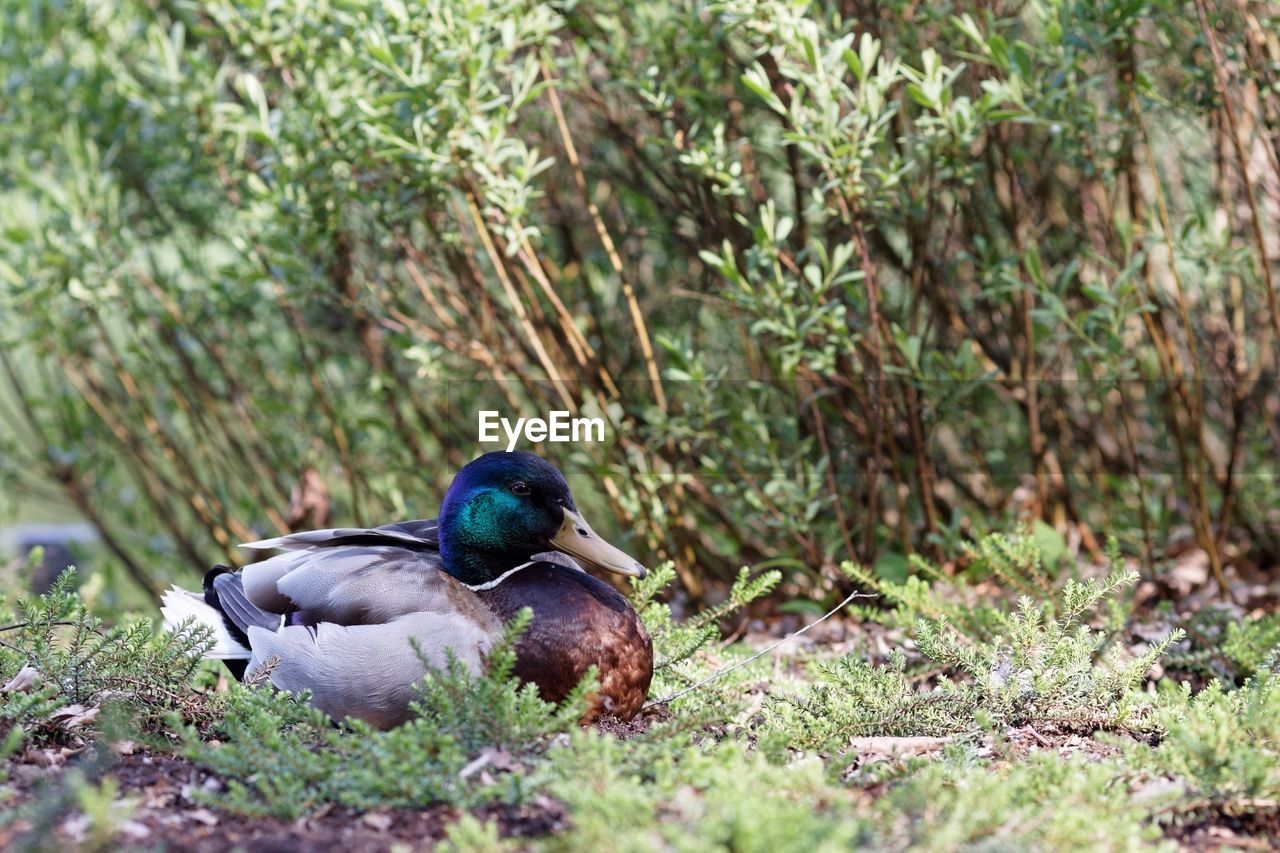 Mallard duck resting on field