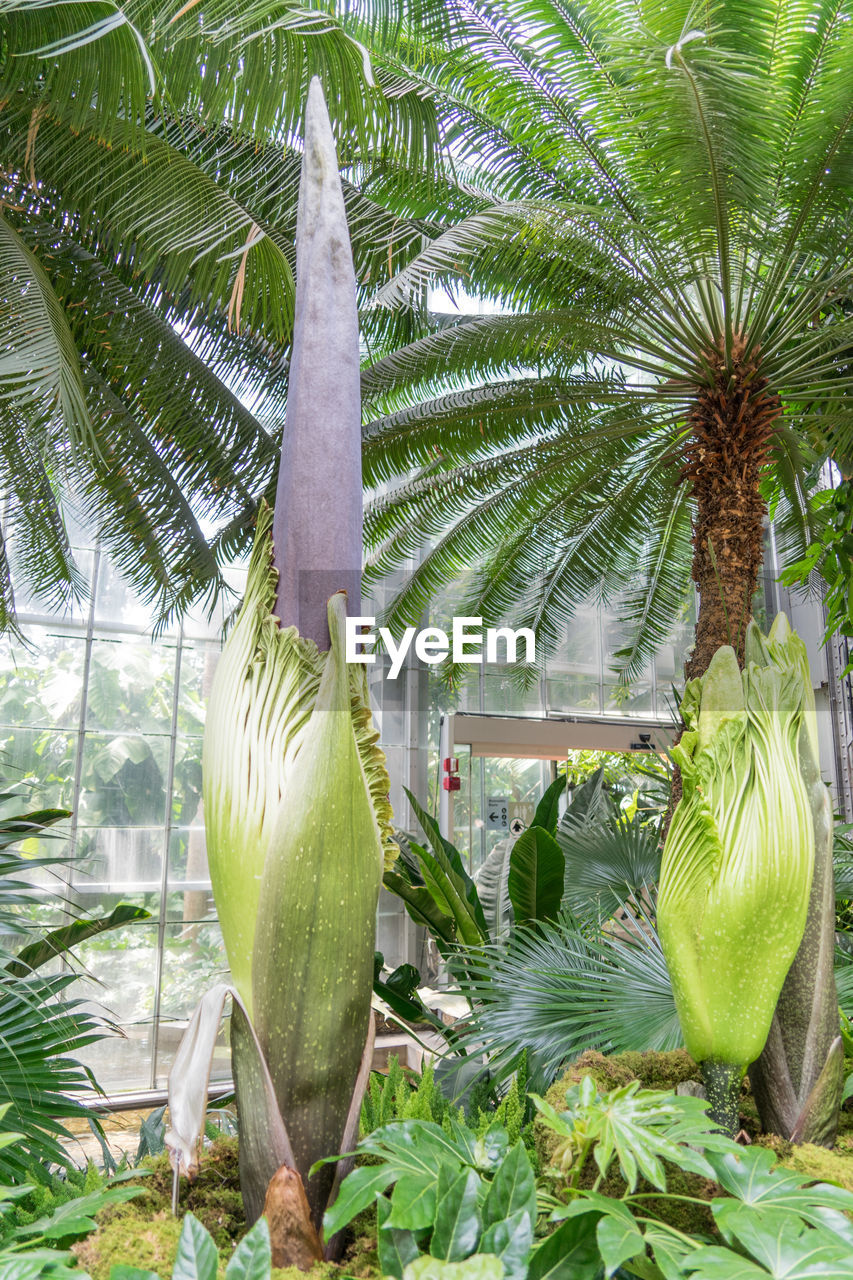 CLOSE-UP OF PALM TREE WITH LEAVES