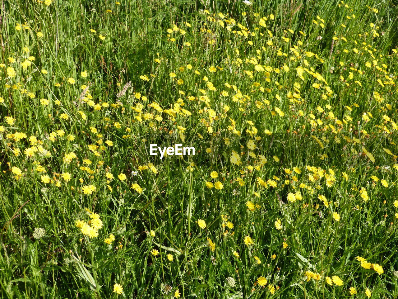 Full frame shot of flowering plants on field