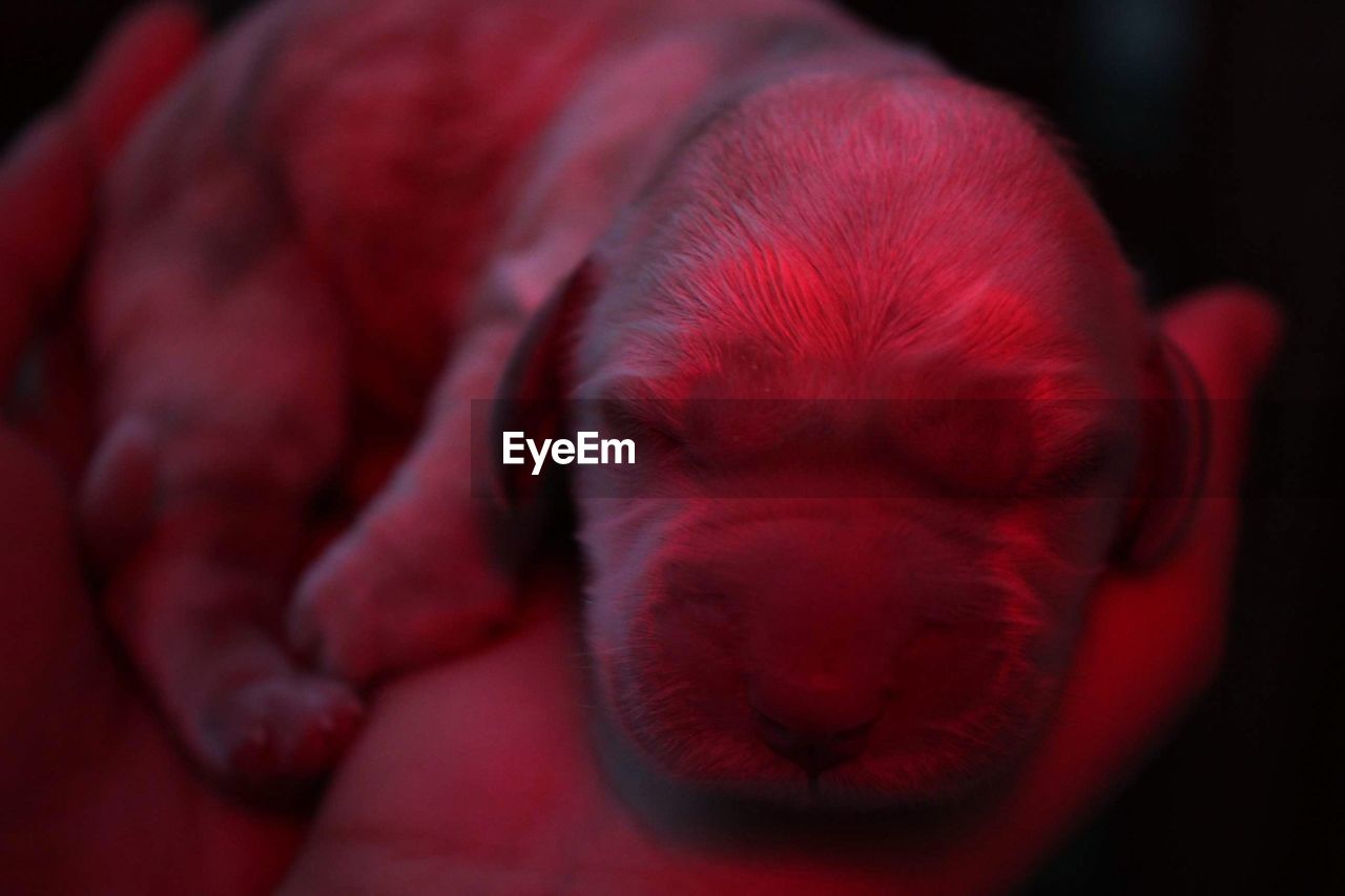 CLOSE-UP OF A DOG SLEEPING ON RED BLANKET