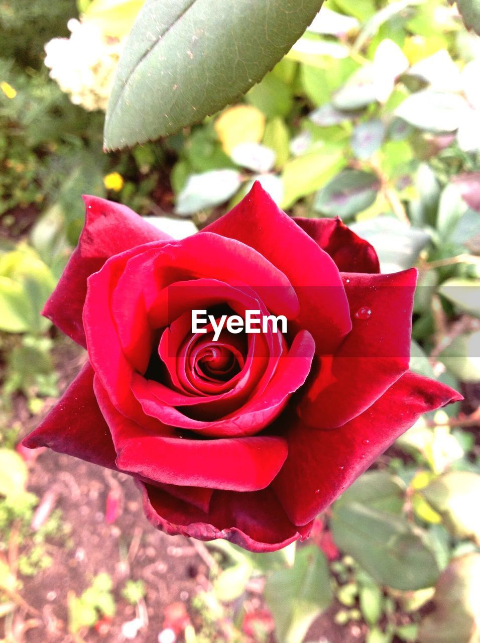 CLOSE-UP OF ROSE BLOOMING OUTDOORS