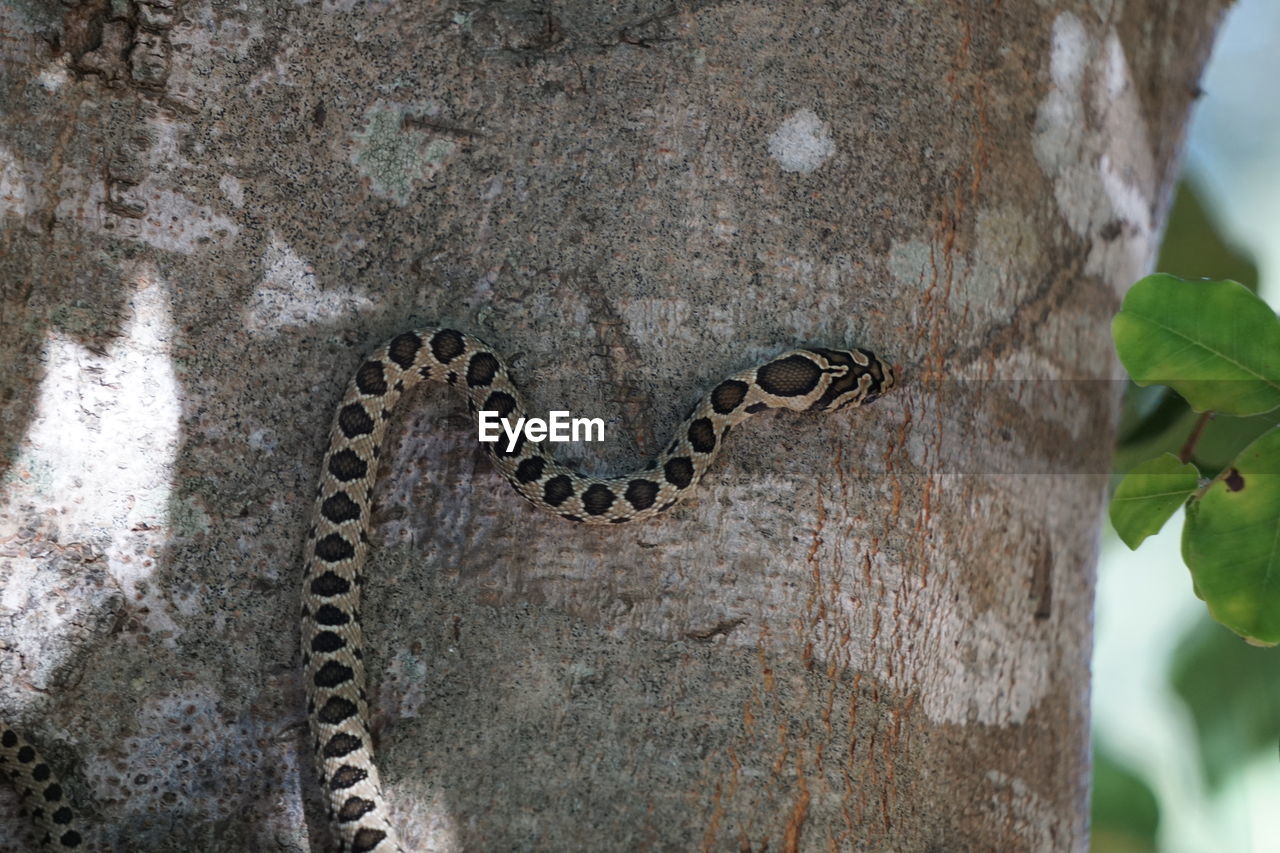 Close-up of snake on tree trunk 