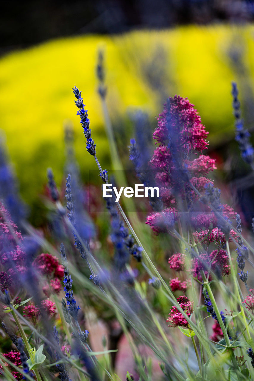 plant, flower, flowering plant, beauty in nature, nature, grass, purple, land, freshness, growth, field, wildflower, meadow, environment, multi colored, landscape, no people, close-up, yellow, summer, outdoors, blossom, springtime, fragility, agriculture, selective focus, plain, macro photography, lavender, flowerbed, rural scene, food, tranquility, vibrant color, herb, botany, flower head, prairie, scenics - nature, medicine, day, sky, food and drink, non-urban scene, inflorescence, focus on foreground, herbal medicine, green, sunlight, tranquil scene