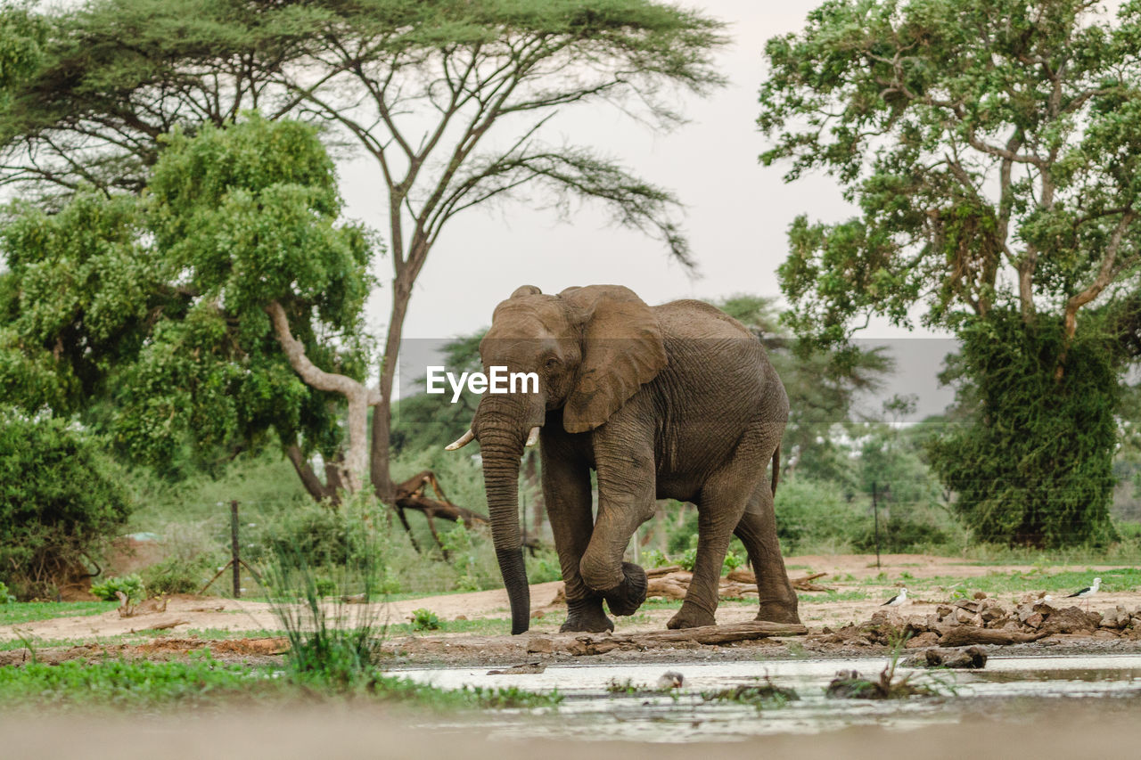 VIEW OF ELEPHANT IN A LAKE