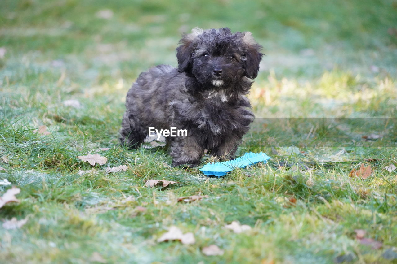 pet, dog, animal themes, one animal, mammal, animal, canine, grass, domestic animals, plant, puppy, young animal, no people, nature, cute, selective focus, carnivore, lap dog, field, havanese, black, portrait, sitting, green, day, outdoors, land, poodle