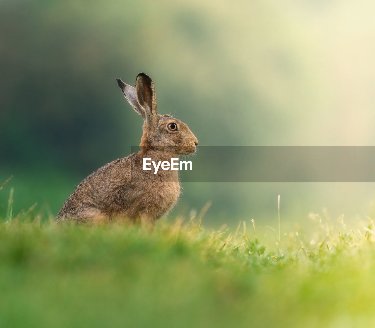 Brown hare in the morninglight