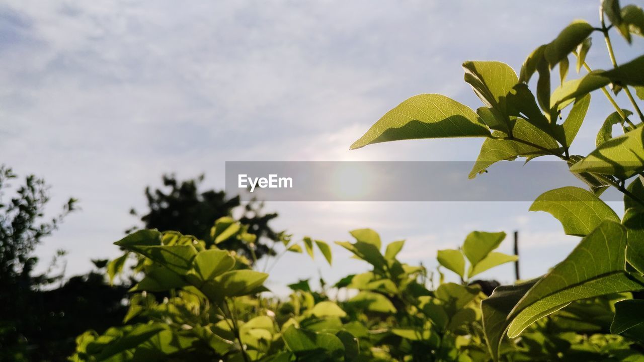 LOW ANGLE VIEW OF PLANT AGAINST SKY