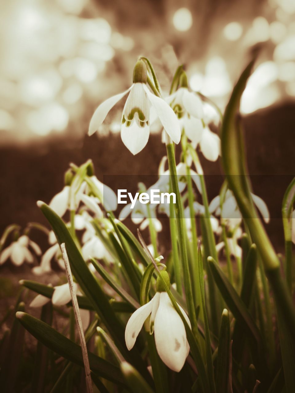 CLOSE-UP OF FRESH WHITE FLOWERS BLOOMING IN PARK