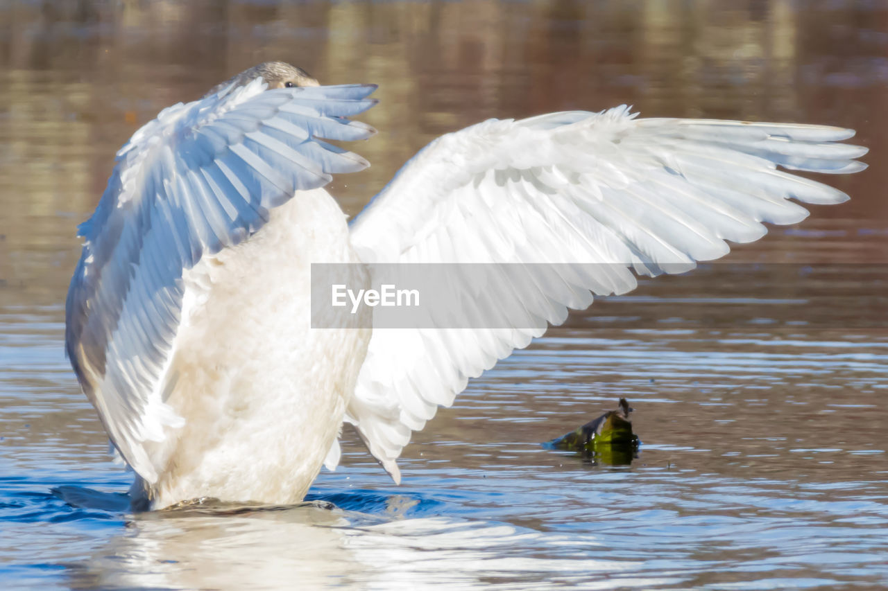 SWANS SWIMMING IN LAKE