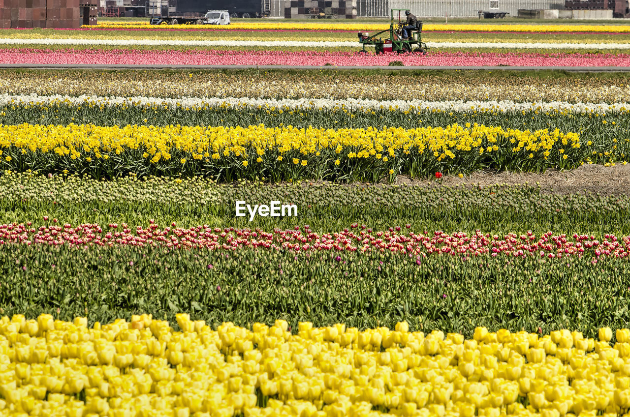 Yellow tulips on field