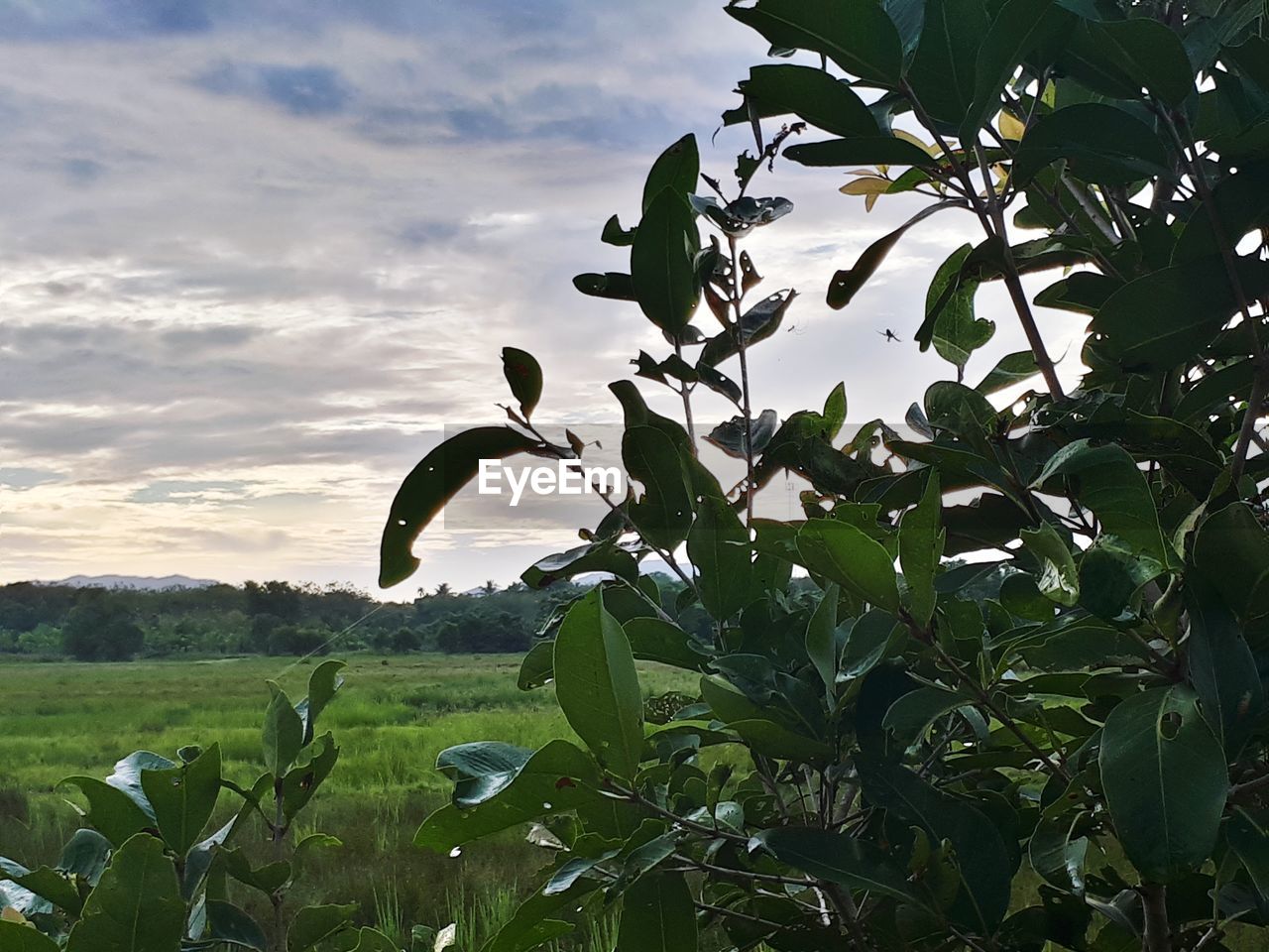 PLANTS GROWING IN FIELD