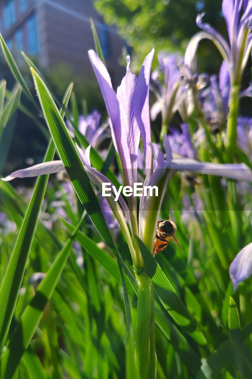 CLOSE-UP OF BEE POLLINATING ON FLOWER