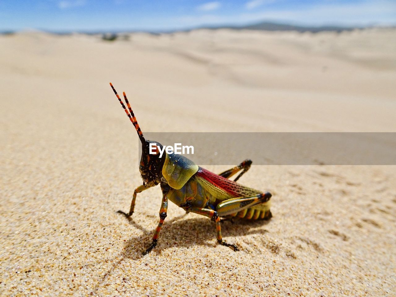 CLOSE-UP OF GRASSHOPPER ON SAND AT BEACH