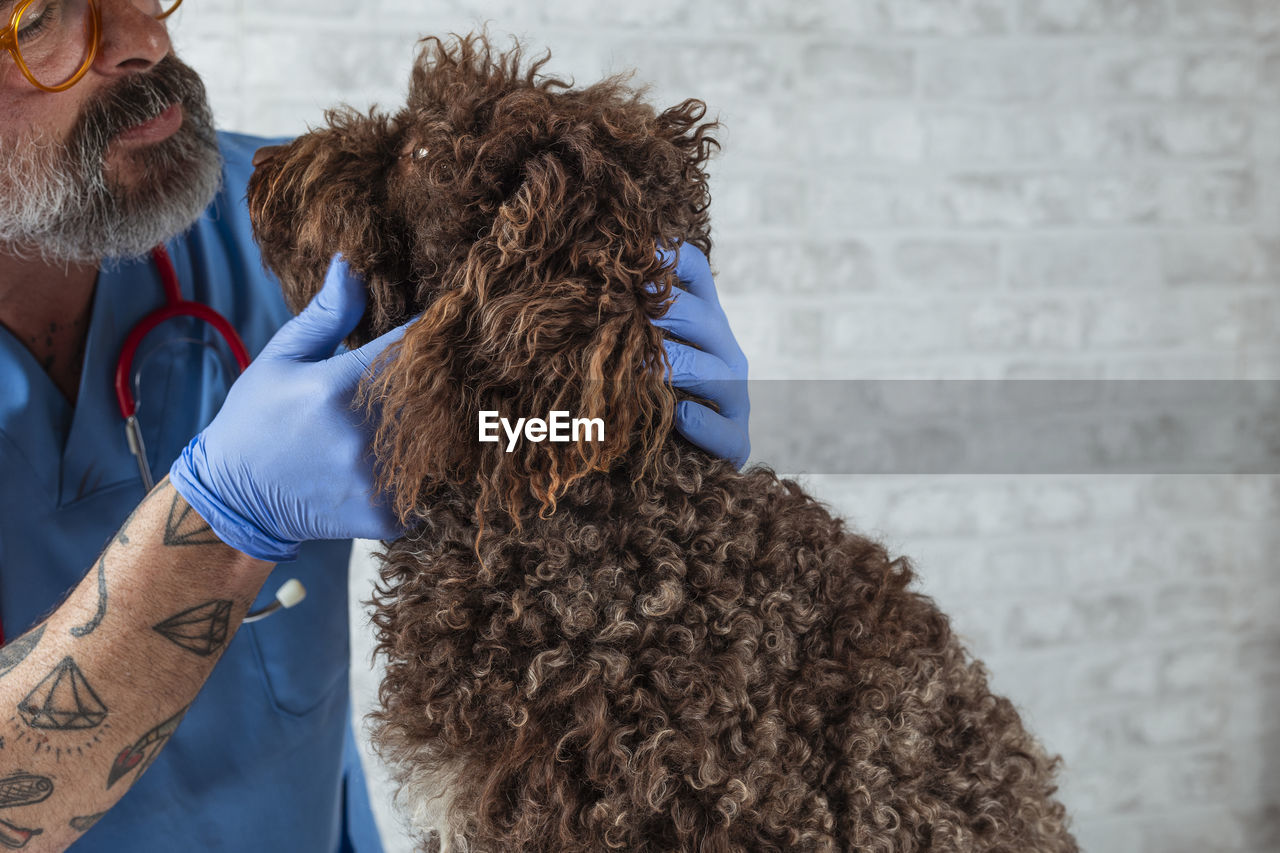 Veterinary technician examining a dog