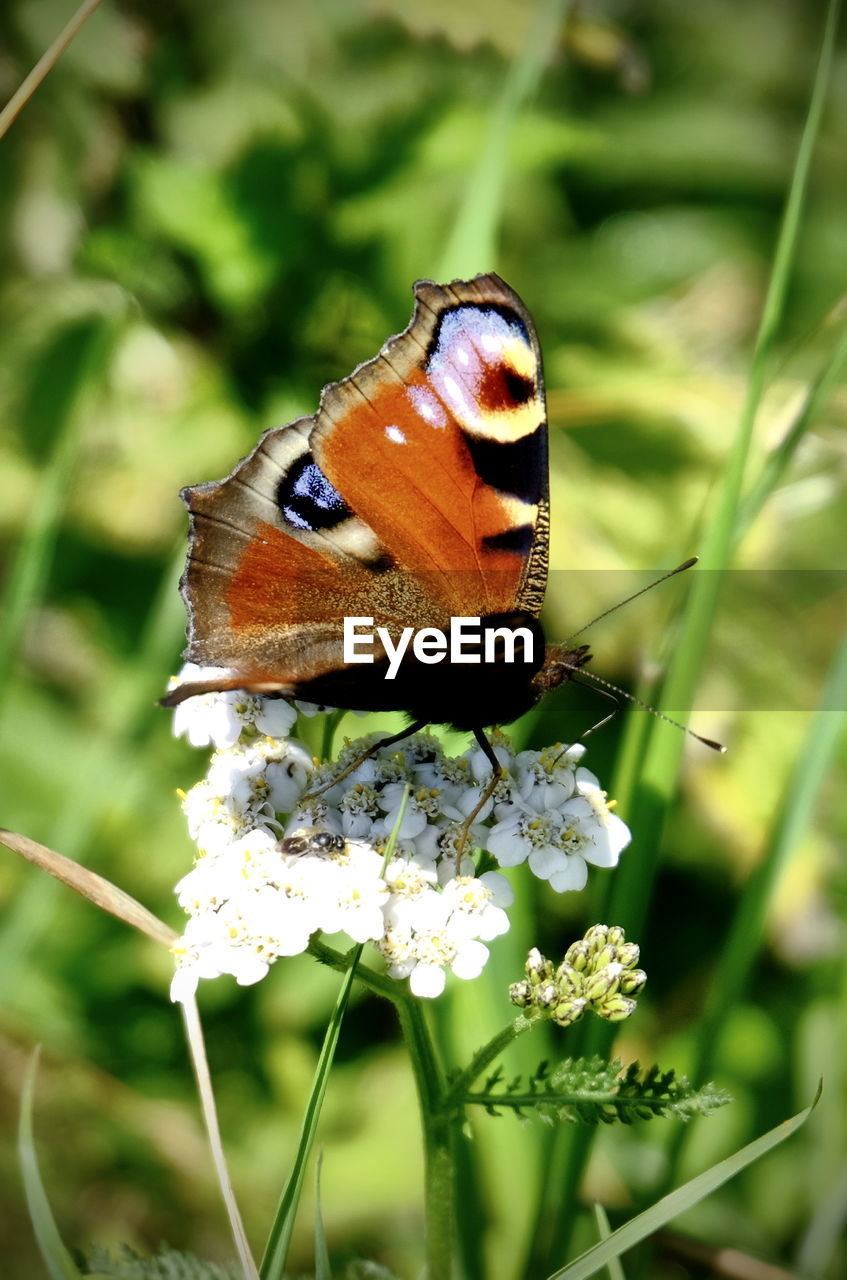 CLOSE-UP OF BUTTERFLY ON FLOWER IN FIELD