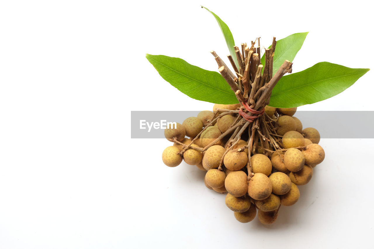 food and drink, food, produce, plant, plant part, leaf, healthy eating, wellbeing, fruit, freshness, branch, white background, cut out, nature, no people, studio shot, ingredient, indoors, green, still life, nut - food, nut, agriculture, organic, bunch, close-up, tree, raw food, copy space