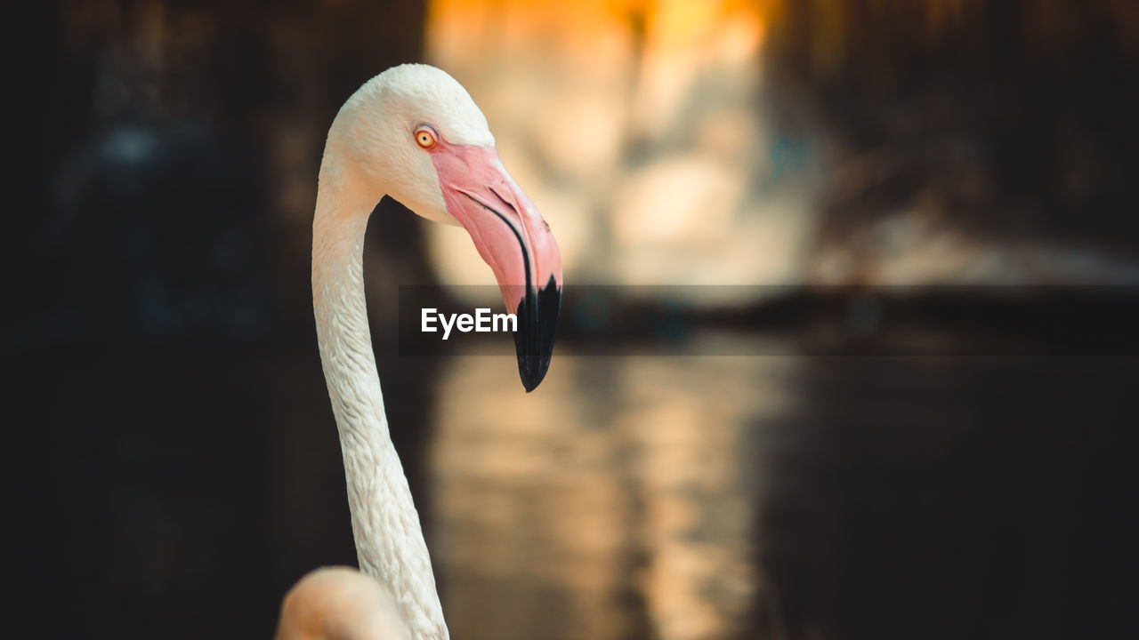 CLOSE-UP OF BIRD AGAINST BLURRED BACKGROUND