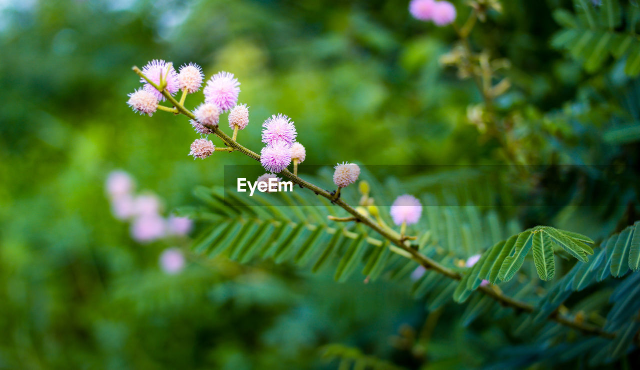 Close-up of pink cherry blossom tree