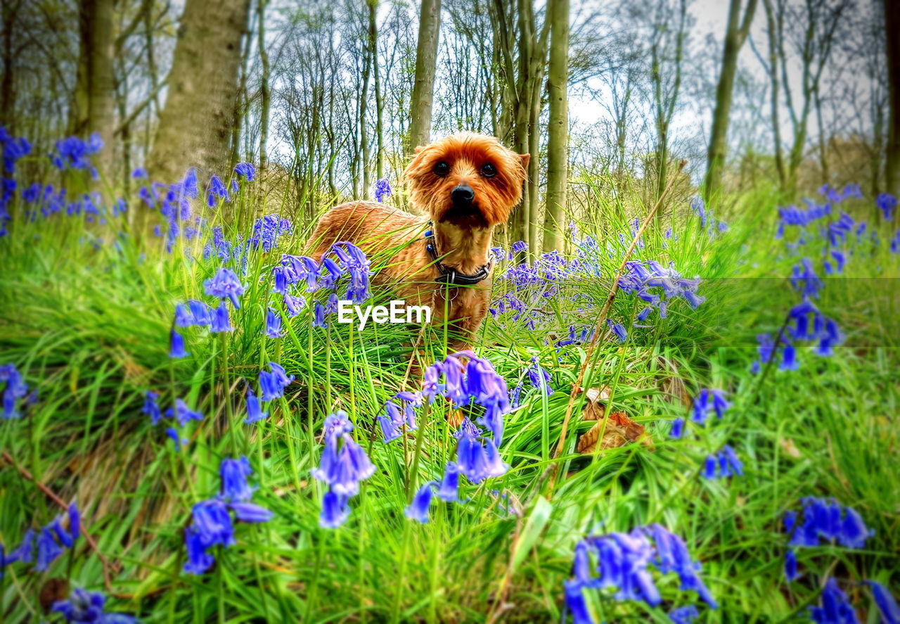 PORTRAIT OF DOG WITH FLOWERS ON GRASS