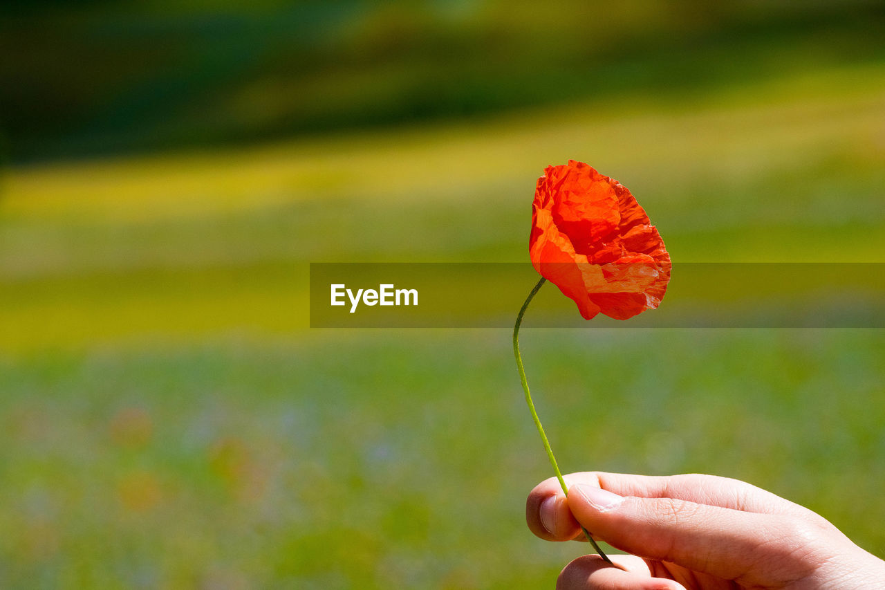 CLOSE-UP OF HAND HOLDING RED ROSE FLOWER