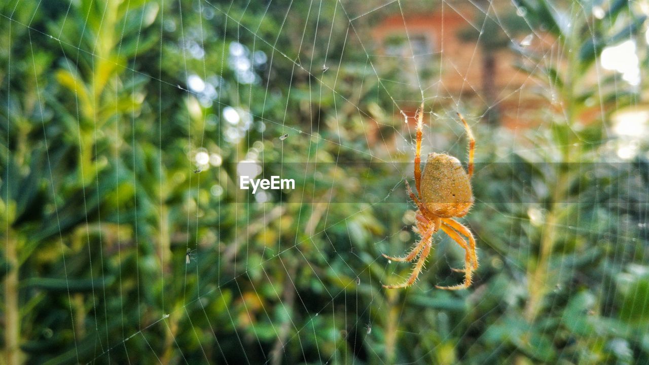 CLOSE-UP OF SPIDER ON WEB OUTDOORS