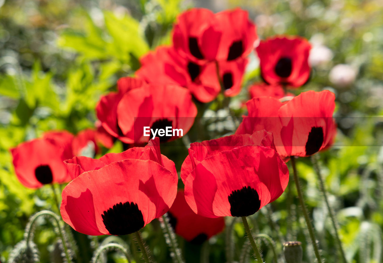 Close-up of red poppy blooming outdoors